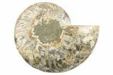 Cut & Polished Ammonite Fossil (Half) - Madagascar #191564-1